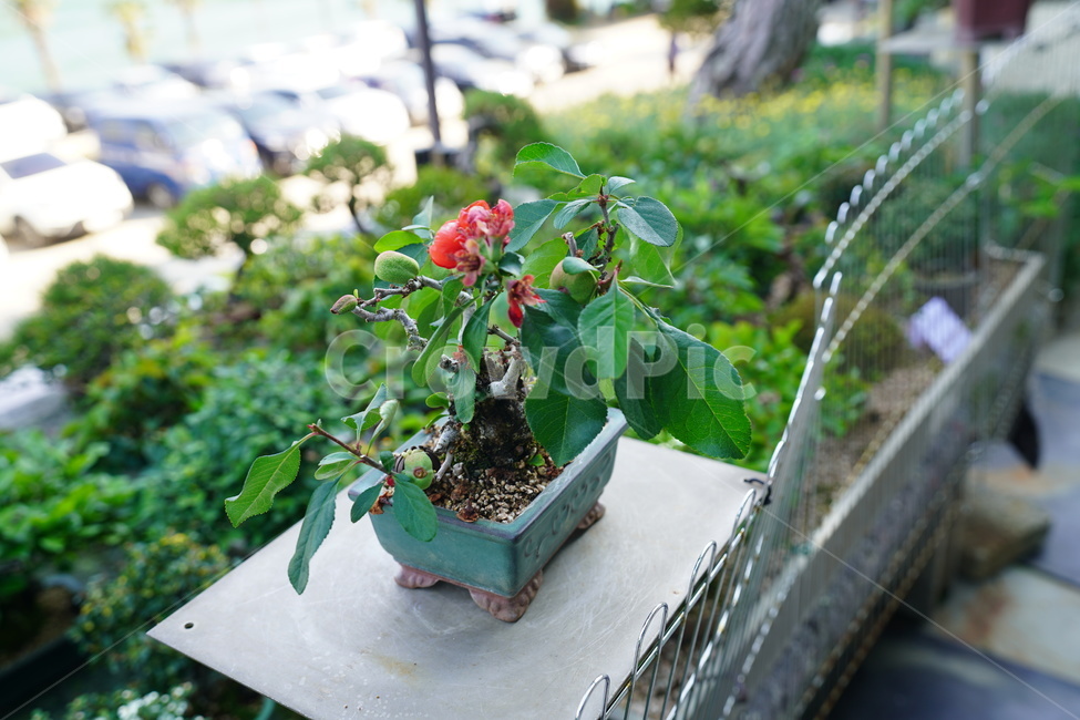 화분,꽃,날씨,화창한,빨강