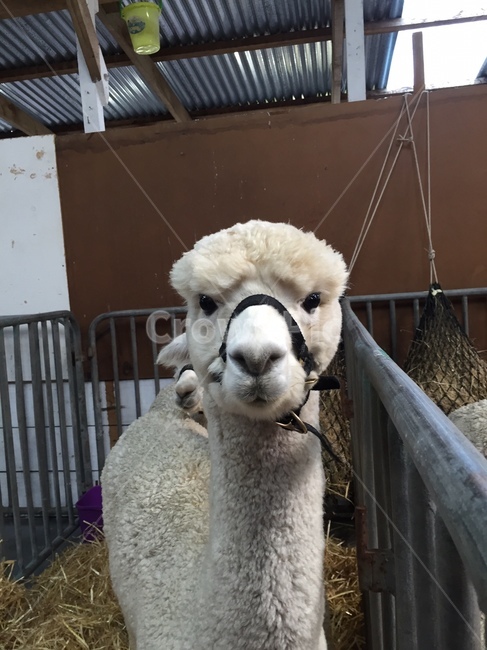 alpaca,알파카,animal,동물,농장
