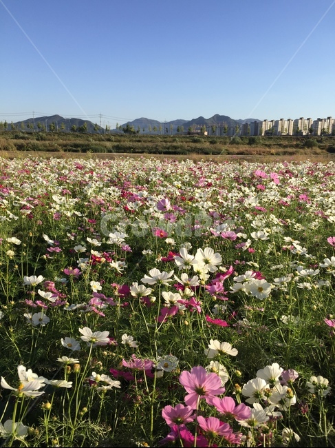 가을,코스모스,꽃,cosmos,꽃밭,가을,계절,fall,autumn,season,꽃,flower,plant,식물