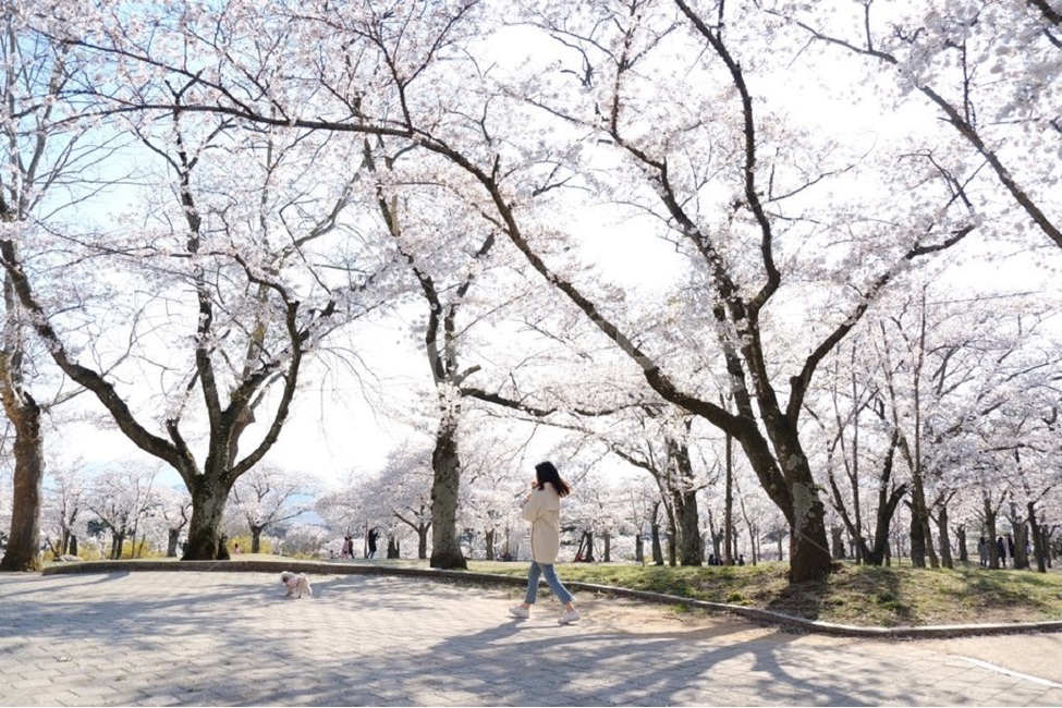 벚꽃,강아지와산책,공원,벚꽃나들이,맑은하늘,봄,계절,spring,season,plant,식물,tree,나무