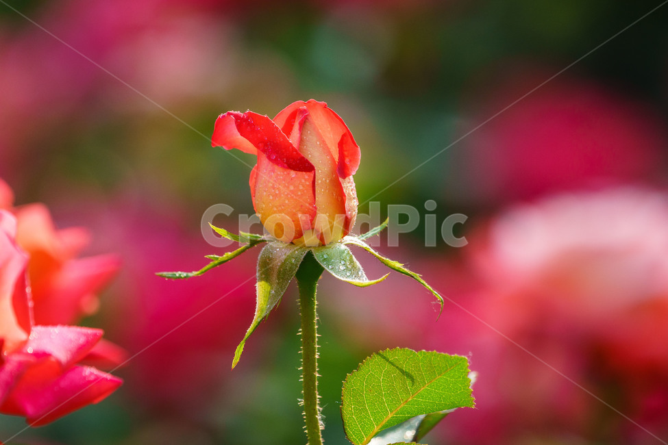 꽃,장미,장미꽃,자연,식물,빨간장미,rose,flower,plants,식물,자연,plants,nature,꽃,flower