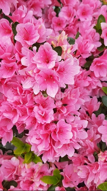 blossom,꽃,flower,식물,봄,봄꽃,철쭉