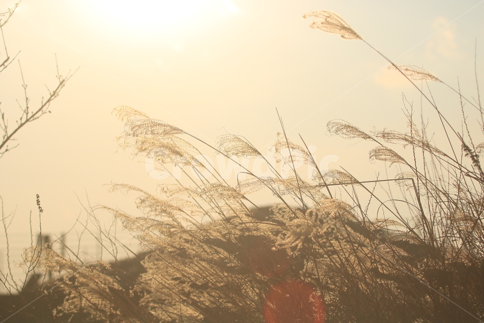 갈대,역광,풍경,해질녘,노을,자연,풍경,nature,landscape,grass,잔디,plant,식물,lawn,reed