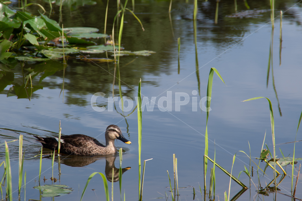 water,물,land,nature,자연,outdoors,옥외,animal,동물,bird,새,오리,duck,lake,호수,온수역,수목원,동물,animal,조류,새,birds