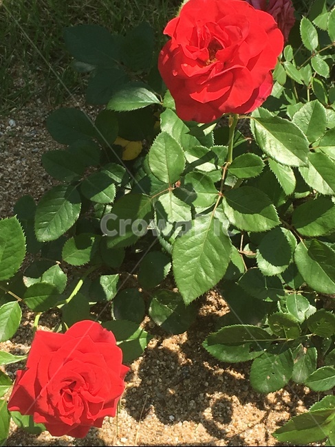 식물,장미,rose,꽃,flower,plant,식물,자연,plants,nature,꽃,flower
