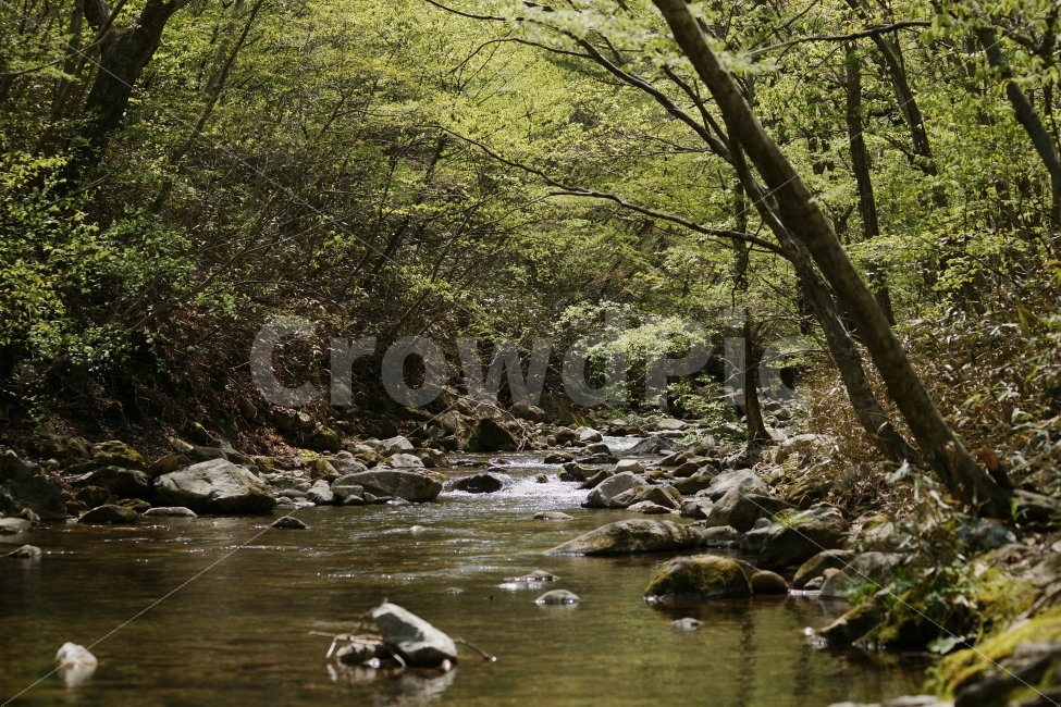 자연,계곡,숲,녹음,봄,녹색,자연,풍경,nature,landscape,휴식,힐링,rest,relaxation,healing,water,물,outdoors,옥외,creek,작은 만,stream,흐름