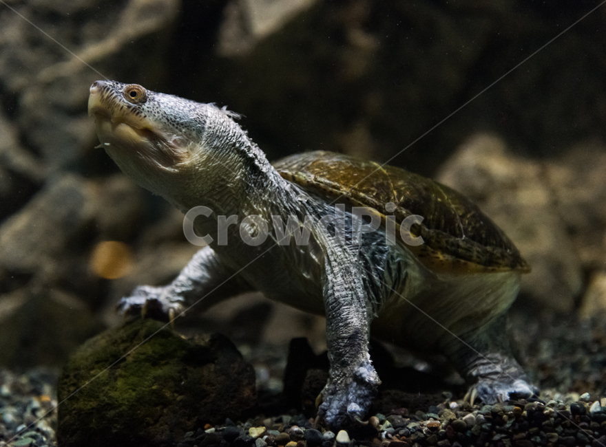turtle,Musk Turtle,fresh water,aquarium