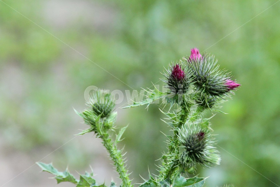 판매,지느러미엉겅퀴,경기도,퇴촌,꽃사진,봄,식물,자연,plants,nature,꽃,flower