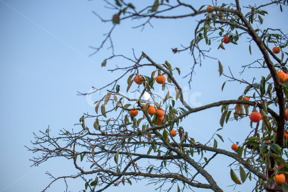 감,감나무,가을,단감나무,단감,식물,자연,plants,nature,과일,열매,fruit