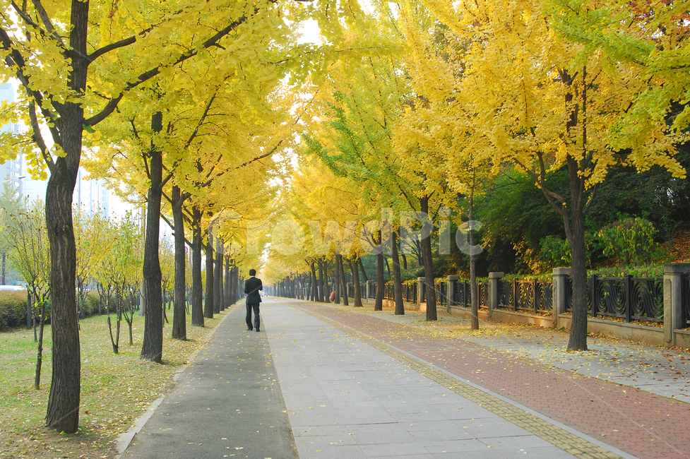 은행나무,단풍,가을,가로수,길,사람,남자,비지니스맨,산책,산책로,가을풍경,나무,숲,자연,풍경,계절,거리,한국
