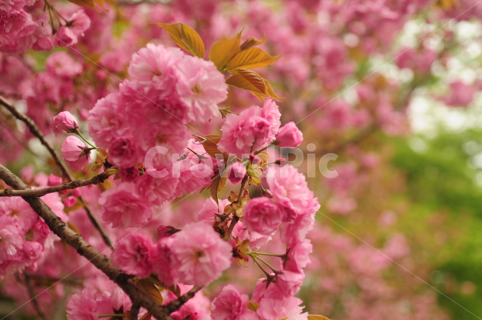 꽃,겹벚꽃,벚꽃잎,봄,flower