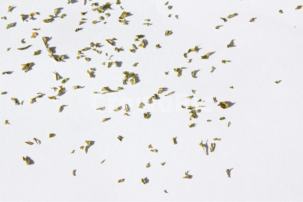 말린잎,cooking,parsleyleaf,양념,parsley,파슬리가루,파슬리,driedparsley,파슬리잎,dry,dryparsley,food,green,italian,leaf,macro,plant,powder,topview,식재료,closeup,요리재료,말린,마른,가루,파우더,이탈리안,탑,탑뷰,탑앵글