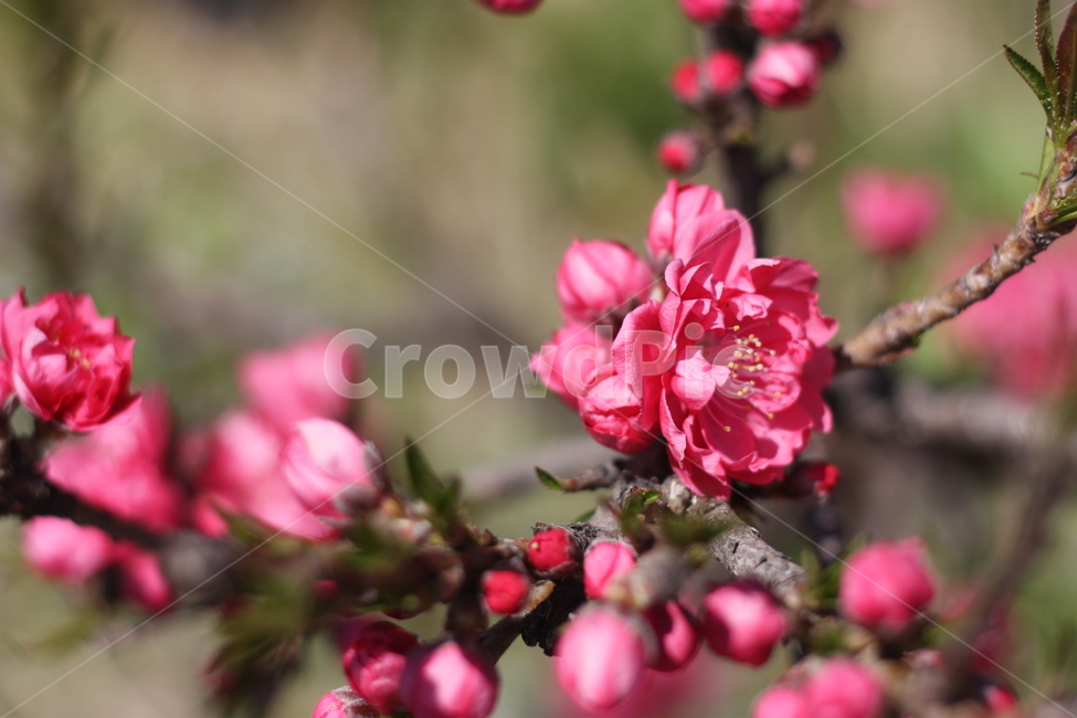 동백꽃,꽃,flower,봄,빨간꽃,natural,나뭇가지,자연,꽃잎,빨간색,꽃봉우리,국내여행,시즌,계절,감성,붉은,여행,산책,생태,식물,nature,plant