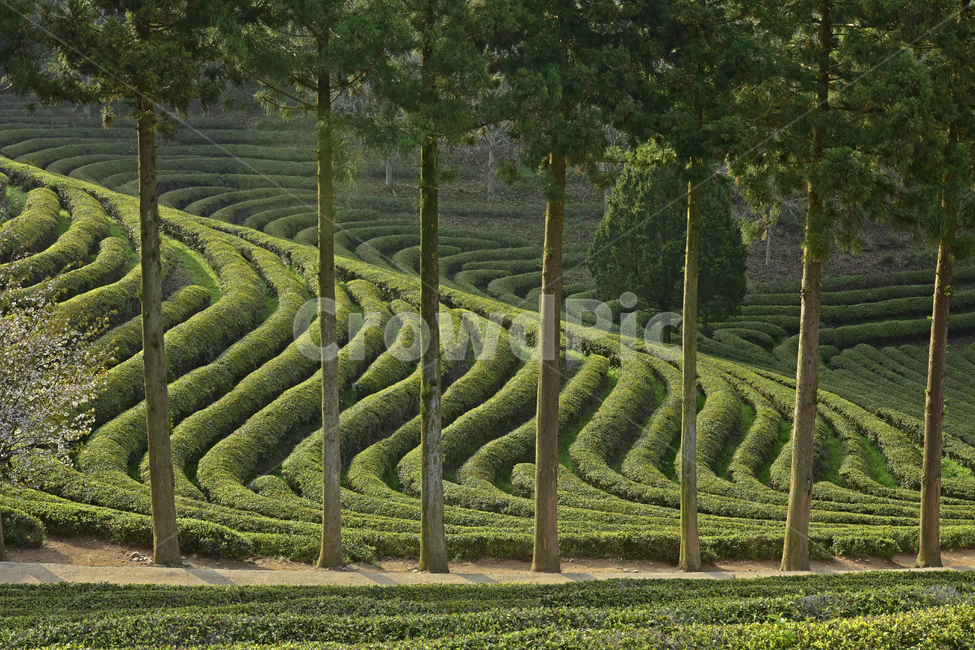 녹차,greentea,녹차밭,차밭,풍경,경치,녹색,국산차,평온,자연,풍경,nature,landscape,한국자연풍경,한국자연경관,korea nature landscape