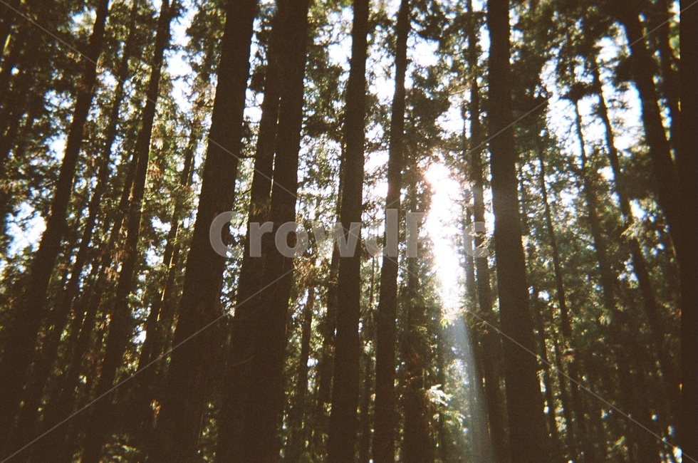 초목,vegetation,plant,식물,tree,나무,sunlight,빛,light,플레어,flare,채광,사려니숲,제주도,숲길,제주