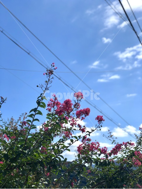 하늘,전깃줄,꼿,나무,핑크색,sky,flower,cloud,pink,electricwire,꽃,flower