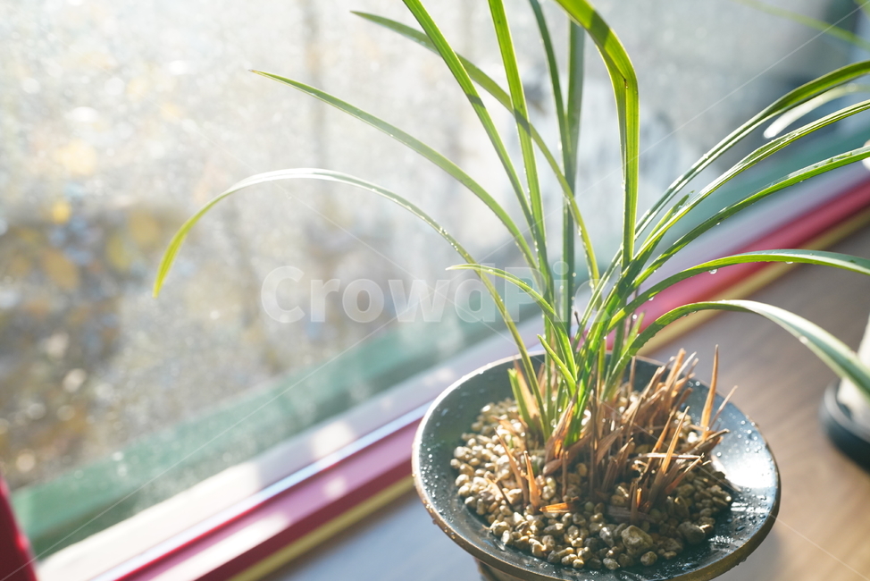식물,난,창,화분,윈도우,창가,창문,생명,생물,plant,실내용화초,화분,화초,house plant