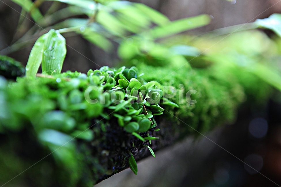 이끼,생태,식물,새순,자연,식물,자연,plants,nature