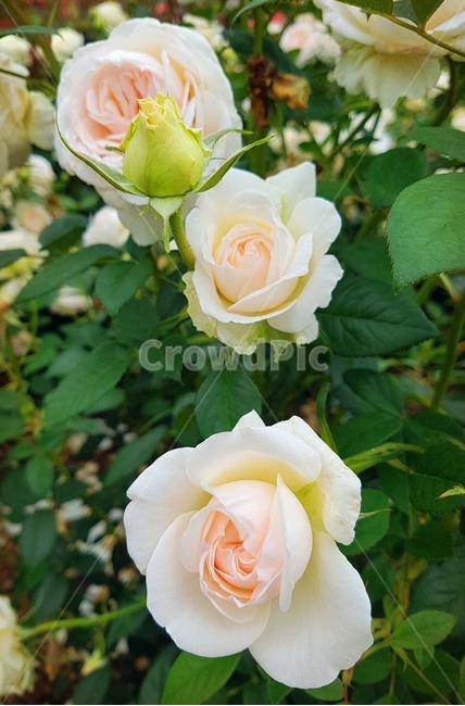 꽃송이,장미,장미축제,로즈데이,꽃다발,하트,love,사랑,자연,계절의여왕,rose,장미향,장미공원,장미무늬