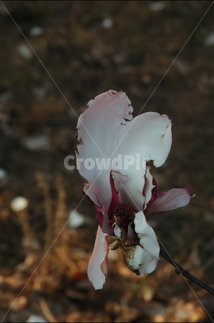 자목련,자옥란,목련,lilymagnolia,magnolialiliifloradesr,식물,자연,plants,nature,꽃,flower