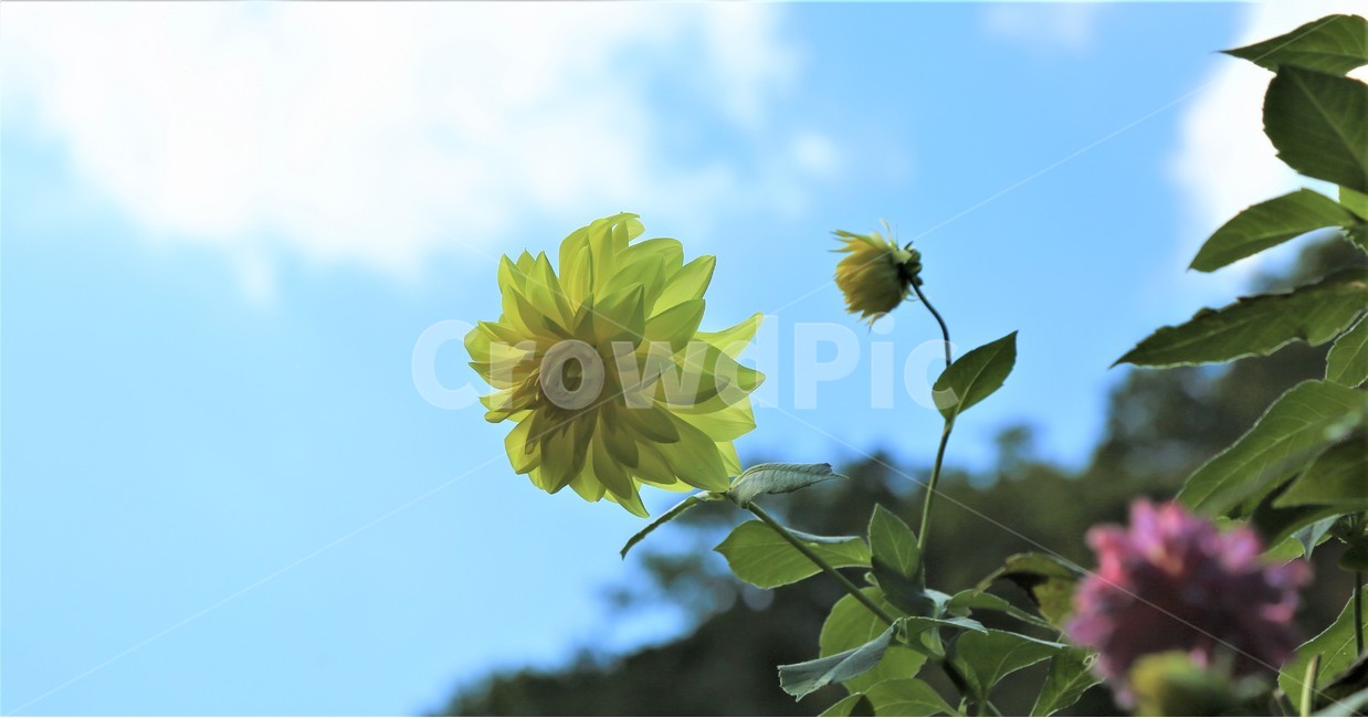 plan,fkower,꽃,삭물,blossom,꽃,flower
