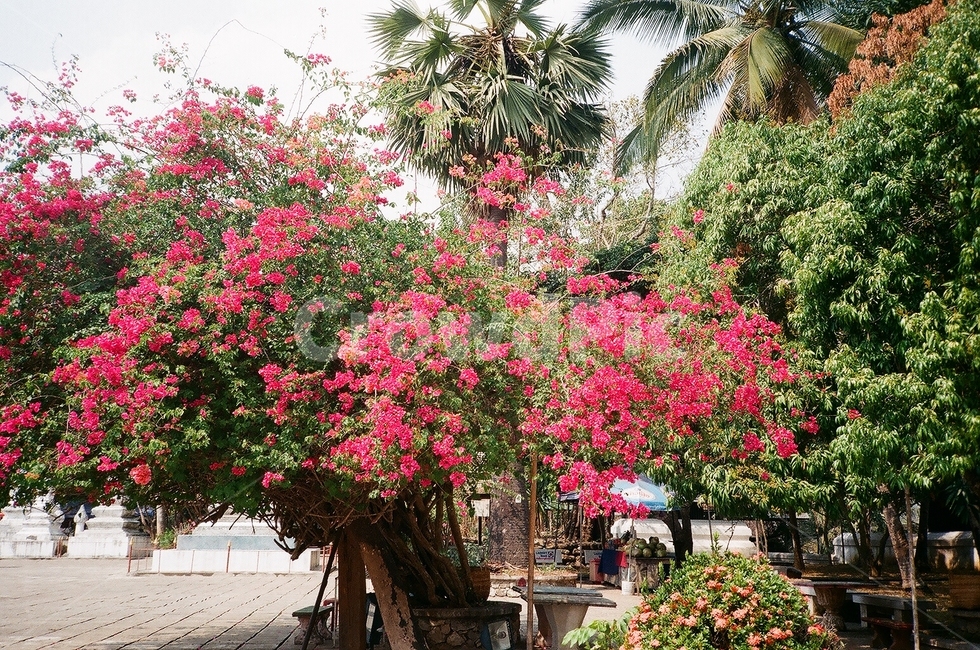 정원,꽃,핑크,나무,flower
