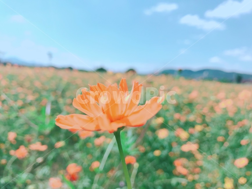 유채꽃,노란꽃,꽃놀이,봄꽃,꽃