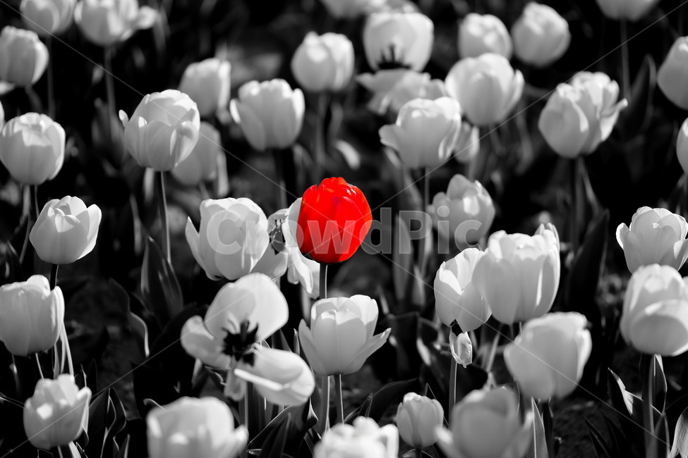튤립,꽃,감성,포인트,감성사진,봄,계절,spring,season,식물,자연,plants,nature,꽃,flower,흑백,모노톤,monochrome,black and white,plant,blossom