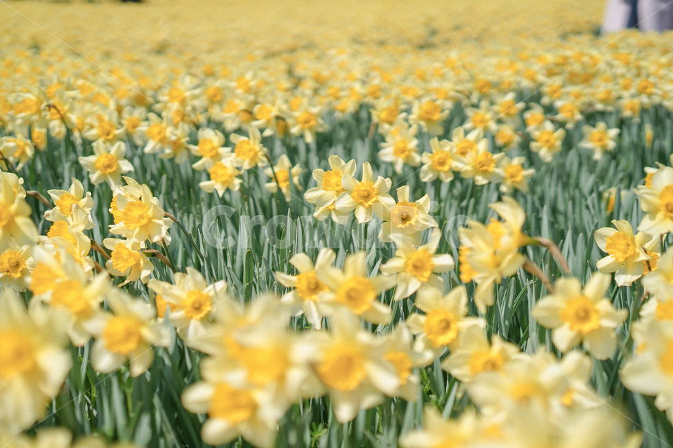 노란,옐로우,노랑색,수선화,꽃,봄꽃,노란물결,narcissus,봄,계절,spring,season,plant,식물