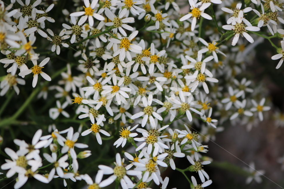 꽃,흰색,노란색,flower,yellow,식물,자연,plants,nature,꽃,flower