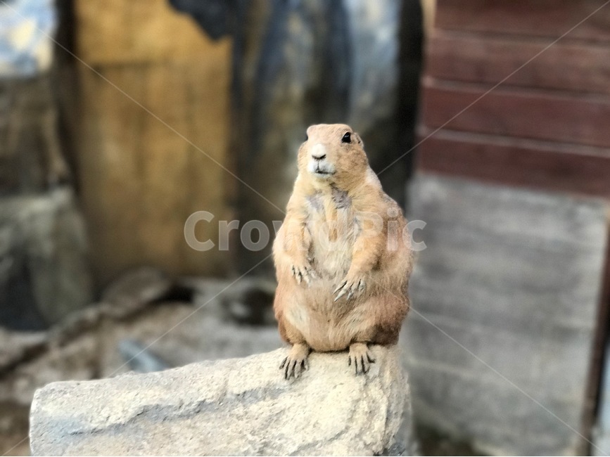 미어캣,동물,animal,귀여움,pet,mini,동물원,동물,animal,포유류,mammal