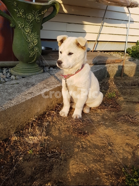 시골개,강아지,새끼강아지,믹스견,마당개,동물,animal,포유류,mammal,개,강아지,dog,doggy