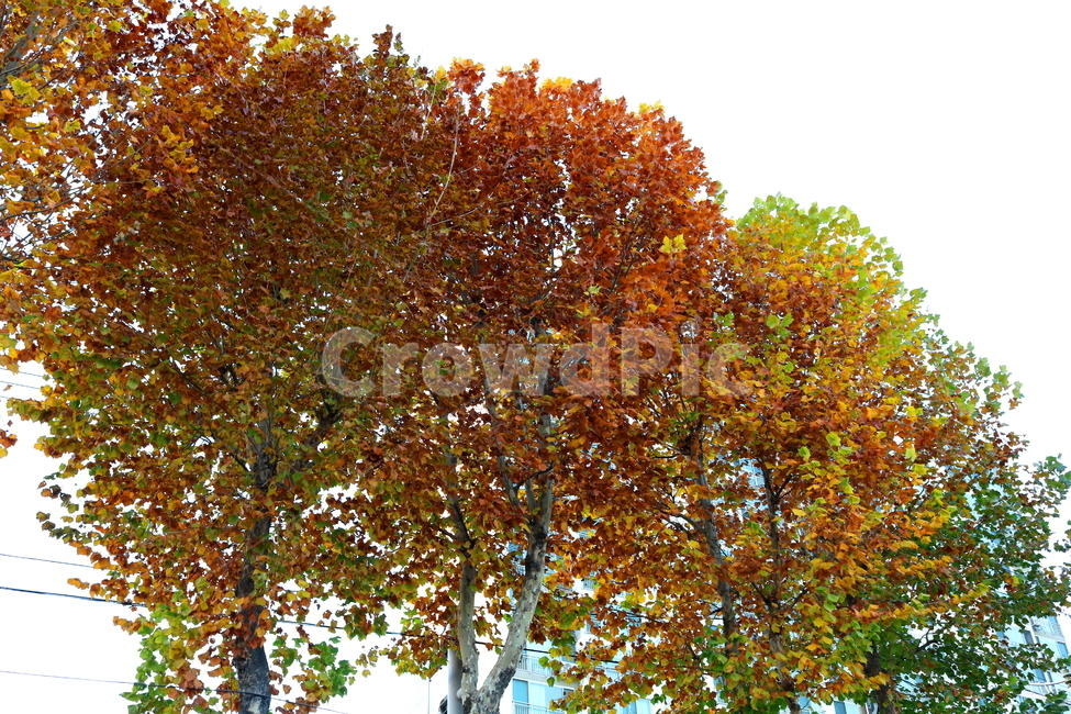 나무,단풍,단풍나무,자연,가을,나뭇잎,식물,가을,계절,fall,autumn,season,식물,자연,plants,nature,나무,trees,wood,tree,plant,maple