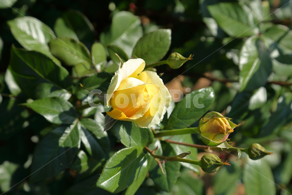 장미,장미꽃,노란장미,flower,rose,5월,6월,꽃