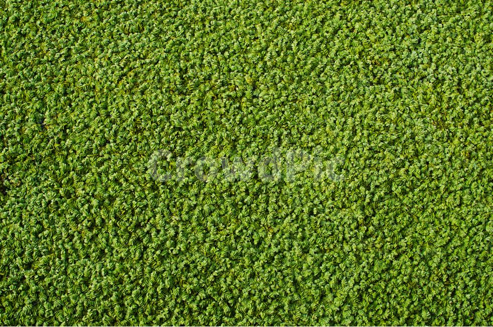 수초,수생식물,저수지,배경,패턴,자연,녹색,무늬,식물,자연,plants,nature,텍스처,질감,패턴,texture,pattern