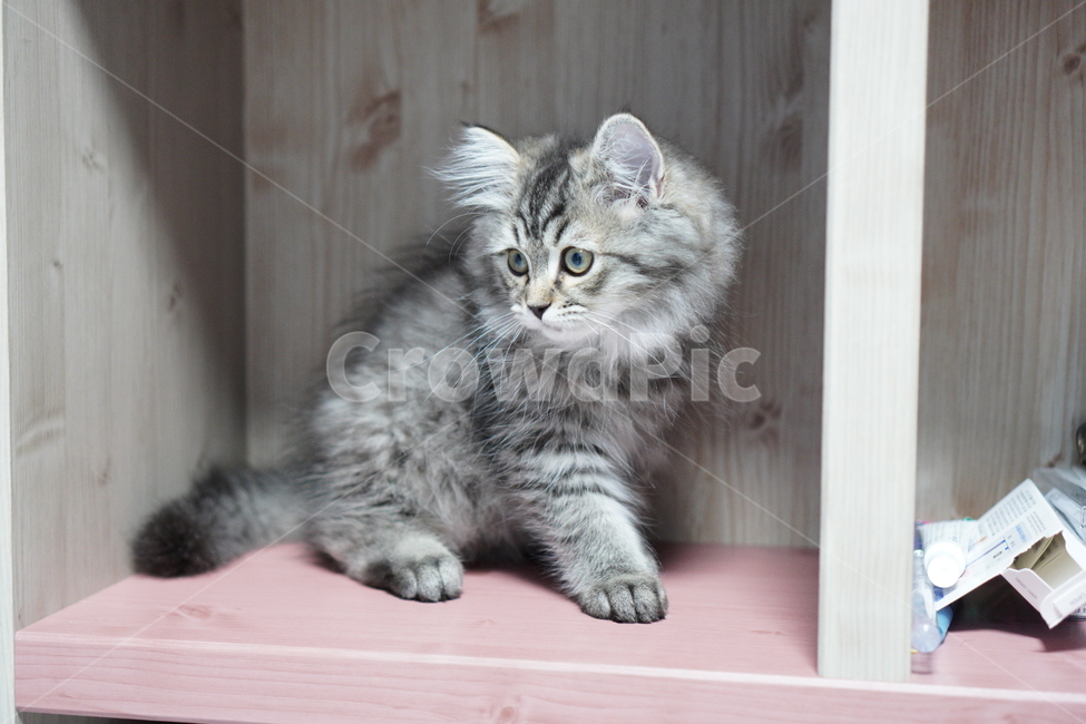 고양이,아기고양이,어린고양이,페르시안,페르시안고양이,냥이,반려묘