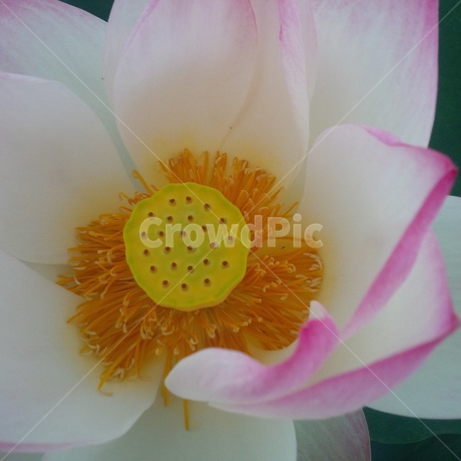 꽃,연꽃,초여름,분홍색,하얀색,핑크,확대,flower,close,up,pink,white,lotus,summer