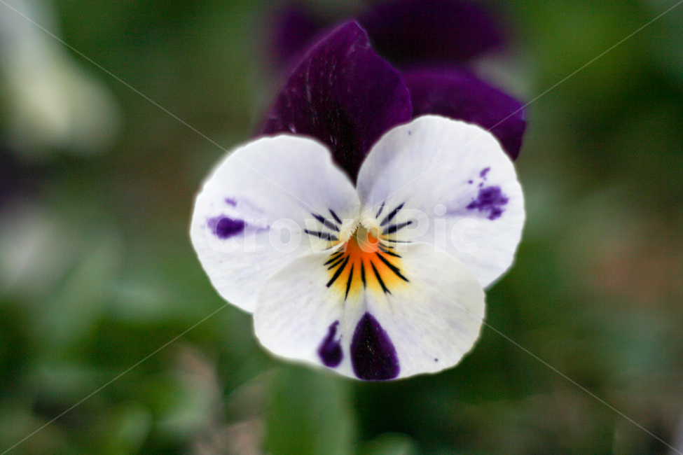 pansy,팬지,흰색팬지,보라색팬지,꽃,봄,봄날,봄꽃,화단,봄화단꽃,자연,식물,plants,nature,flower,spring,아웃포커싱,공원,식물,자연,plants,nature,꽃,flower