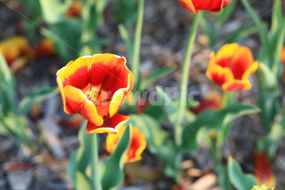 꽃,튤립,접사,봄,자연,flower,macro,spring,natural,nature,빨강,red,노랑,yellow,beauty,color,색,closeup,감성,봄,계절,spring,season,식물,자연,plants,nature,꽃,flower,plant,blossom