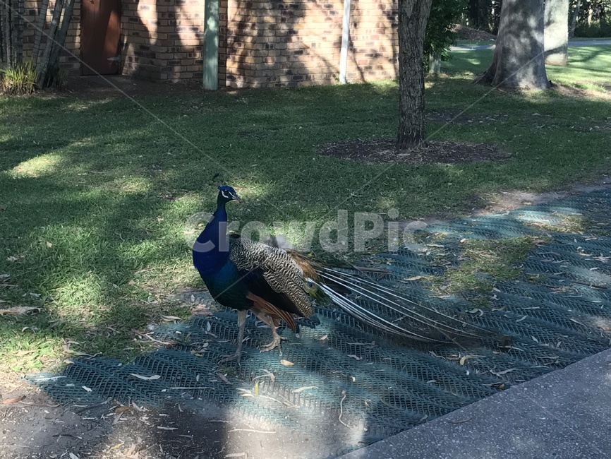bird,새,nature,자연,공작새,공작,공원,동물,animal,조류,새,birds