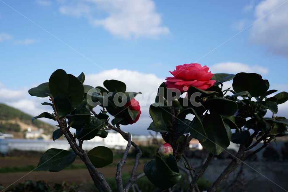 꽃,하늘,분홍,나무,봄,식물,자연,plants,nature,꽃,flower