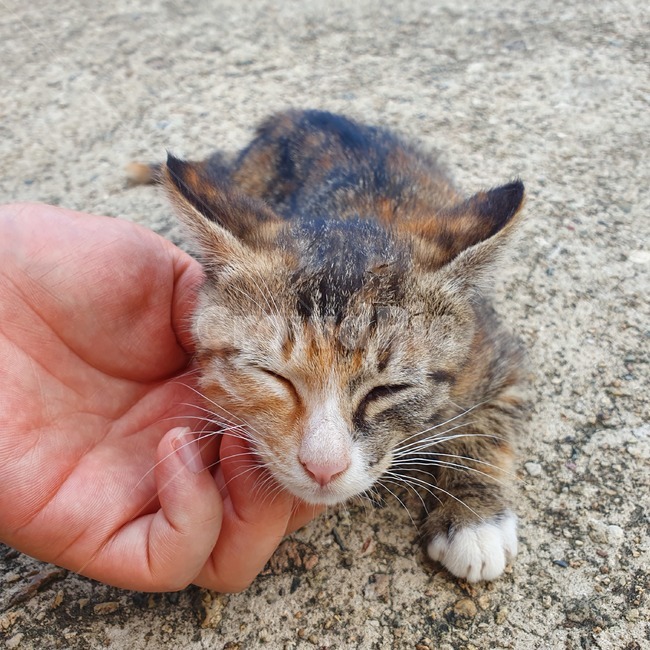 고양이,아기고양이,코숏,귀여움,심쿵