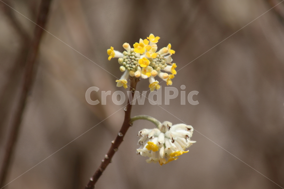 삼지닥나무,꽃,삼지닥나무꽃,봄,paperbush