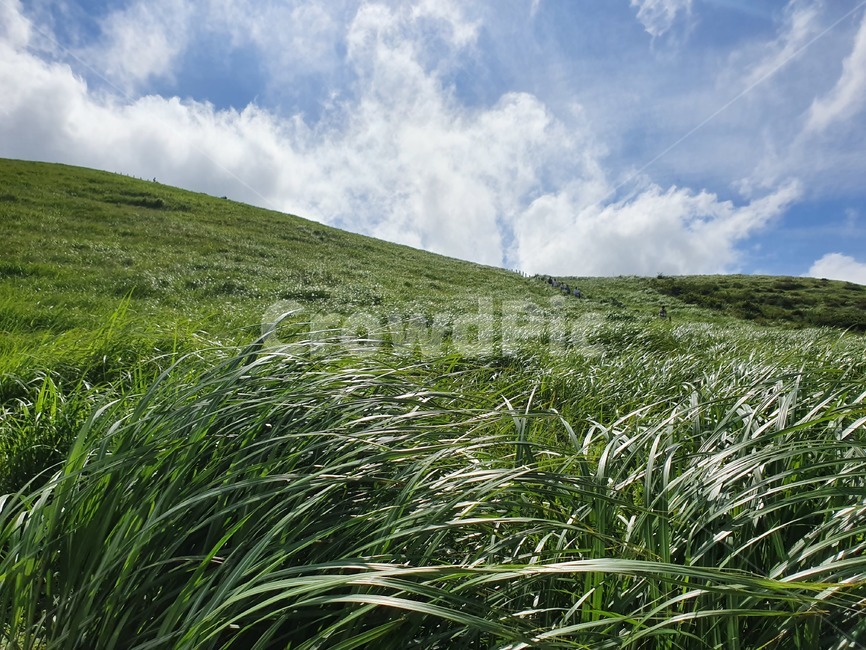 초원,들판,초록,하늘,풀,구름,억새,산,mountain,green,grassland