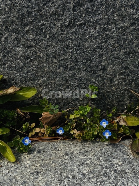 식물,들꽃,개불알풀,큰개불알풀,plant,flower,blossom