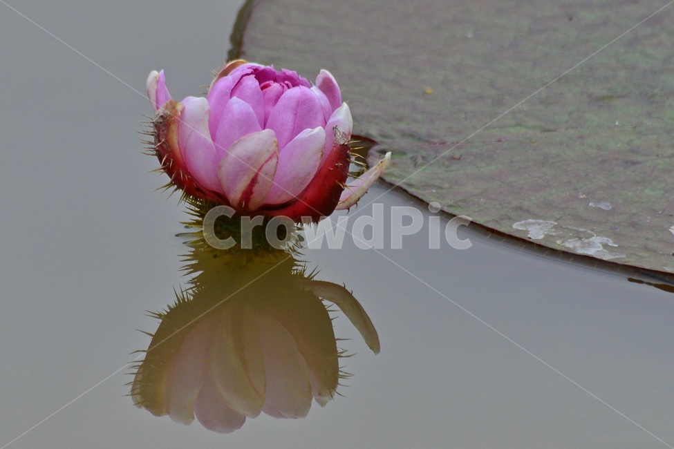 plant,식물,blossom,flower,꽃,수련,연꽃,반영,야화,연못,연잎,빅토리아연,빅토리아연꽃