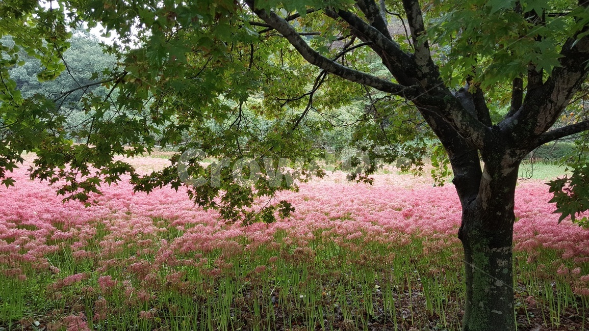 꽃,분홍꽃,나무,풍경,자연,식물,자연,plants,nature,나무,trees,wood