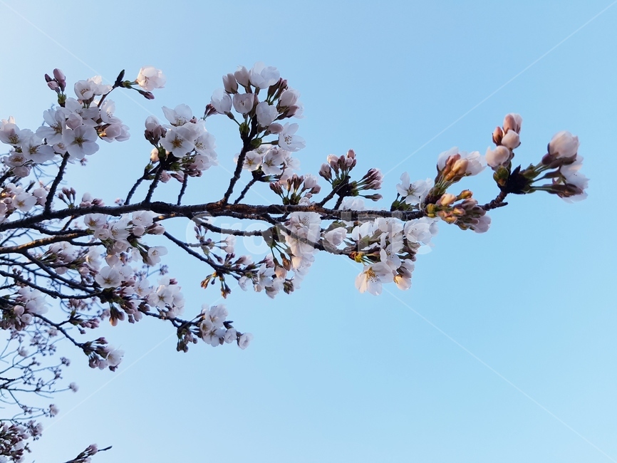 봄,바람,나무,하늘,꽃,파랑,벗꽃,햇빛,꽃몽우리,봄,계절,spring,season,식물,자연,plants,nature,꽃,flower,plant,blossom