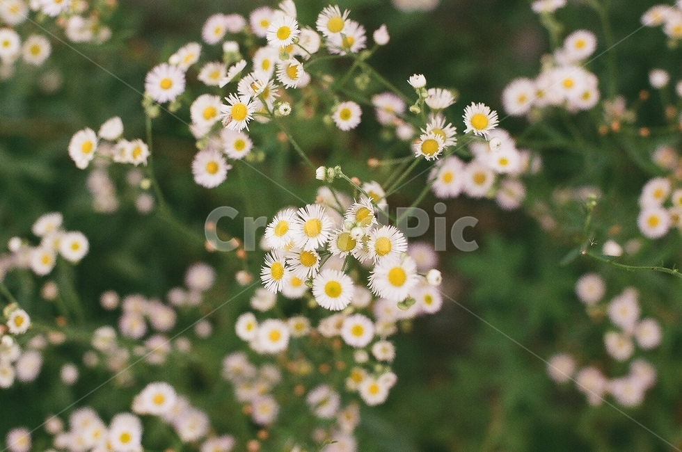 plant,식물,daisy,flower,blossom,꽃,daisies,데이지,pollen,화분,식물,자연,plants,nature,꽃,flower