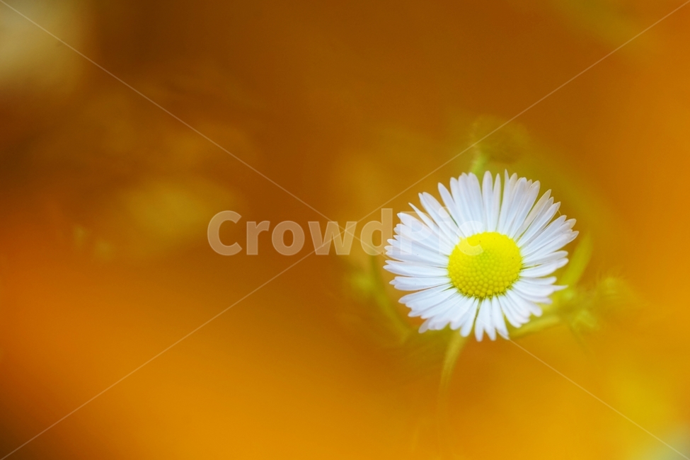 개망초,개망초꽃,야생화,국화과,귀화식물,식물,자연,plants,nature,꽃,flower